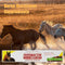 10X Paste Horse Dewormer - Apple Flavor Exp 12/2026 Anthelmintic & Boticide
