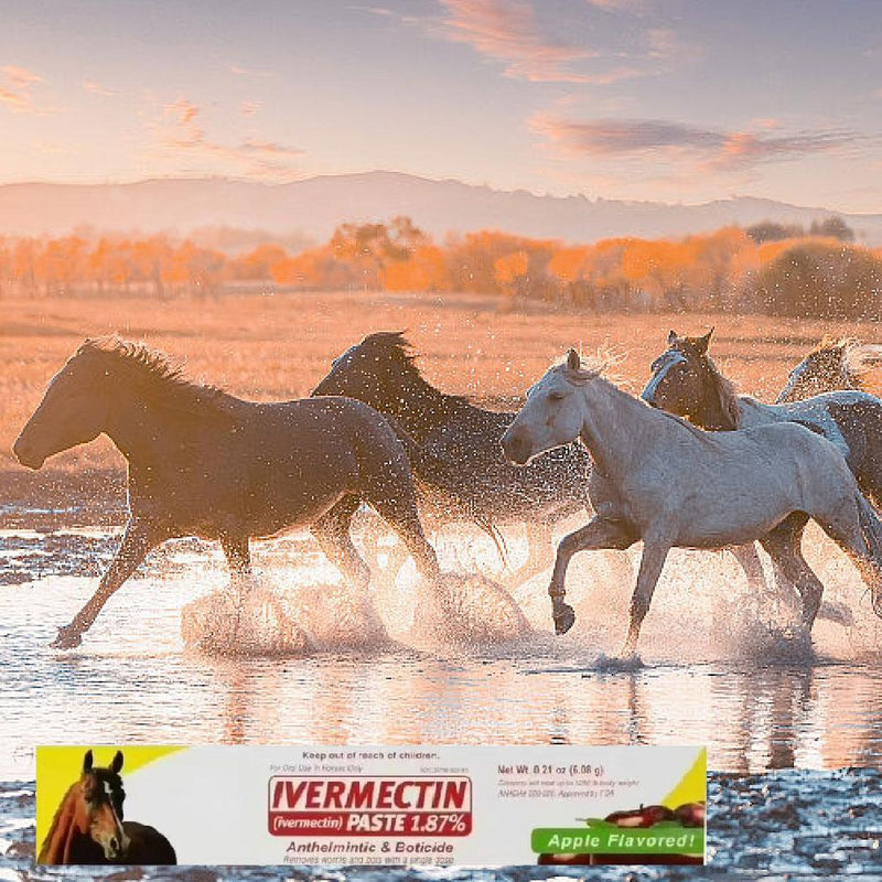 10X Paste Horse Dewormer - Apple Flavor Exp 12/2026 Anthelmintic & Boticide