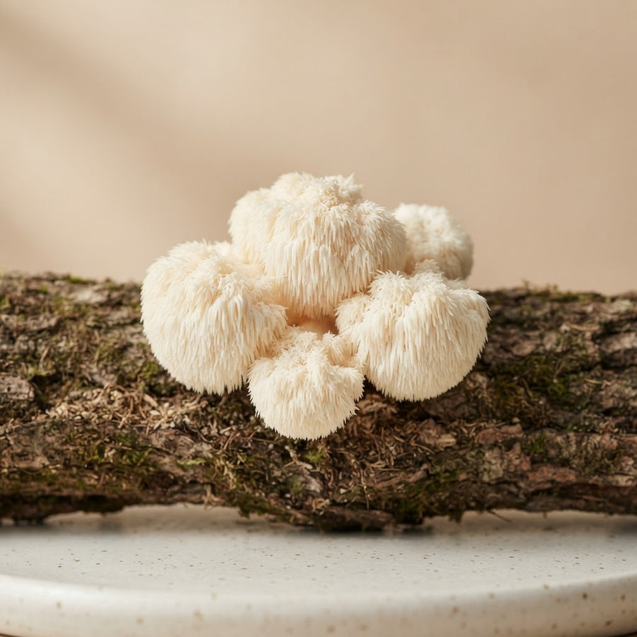 Lion’s Mane