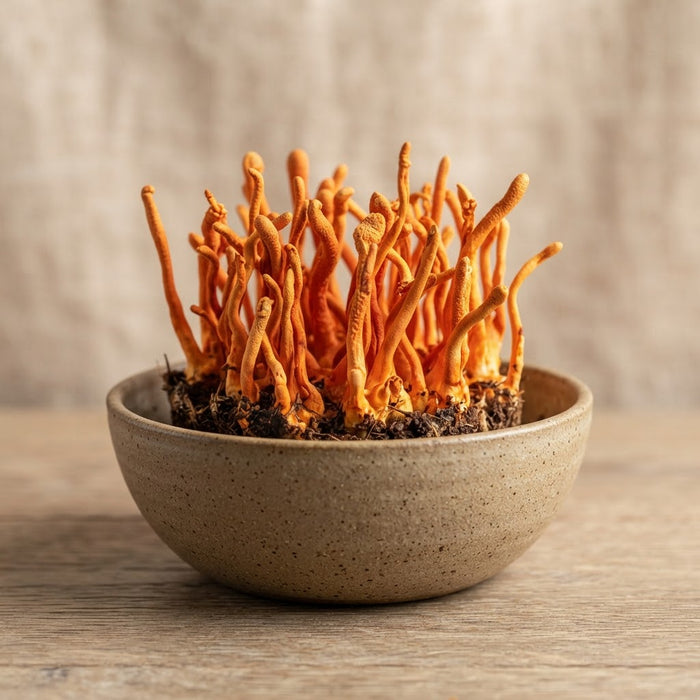Cordyceps