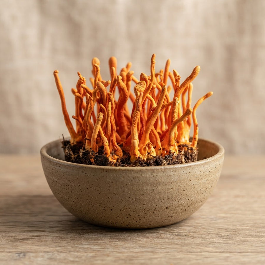 Cordyceps